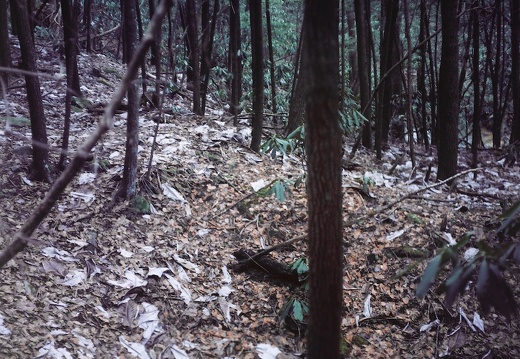 Ice on the Sheltowee Trace